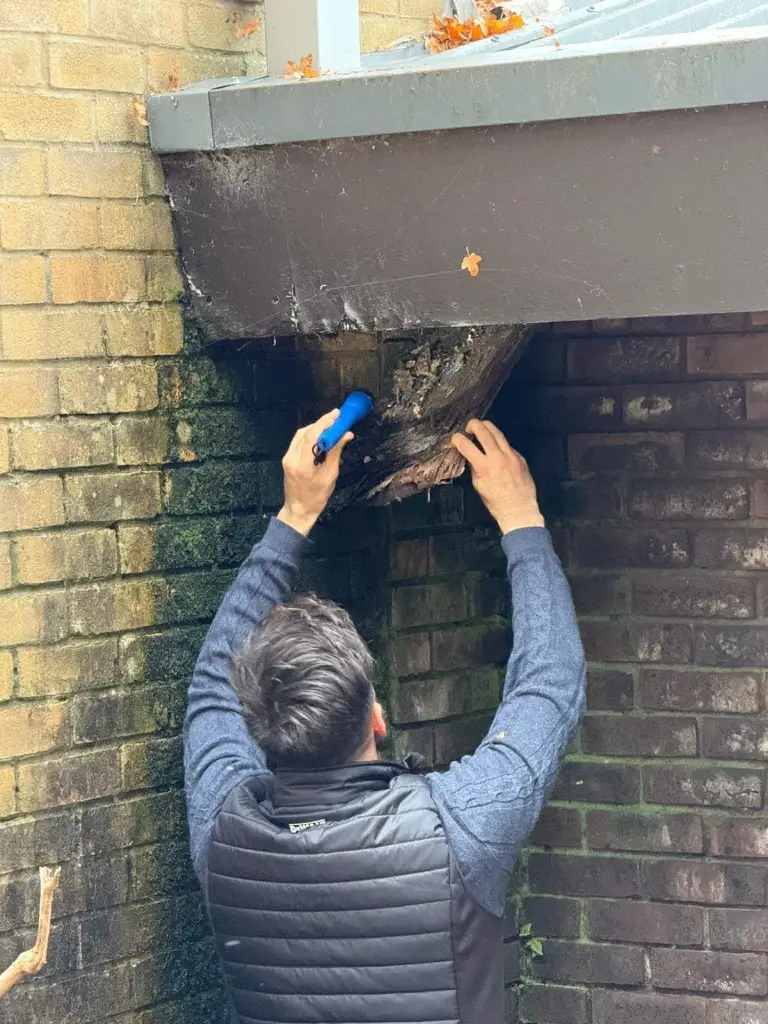 damp survey