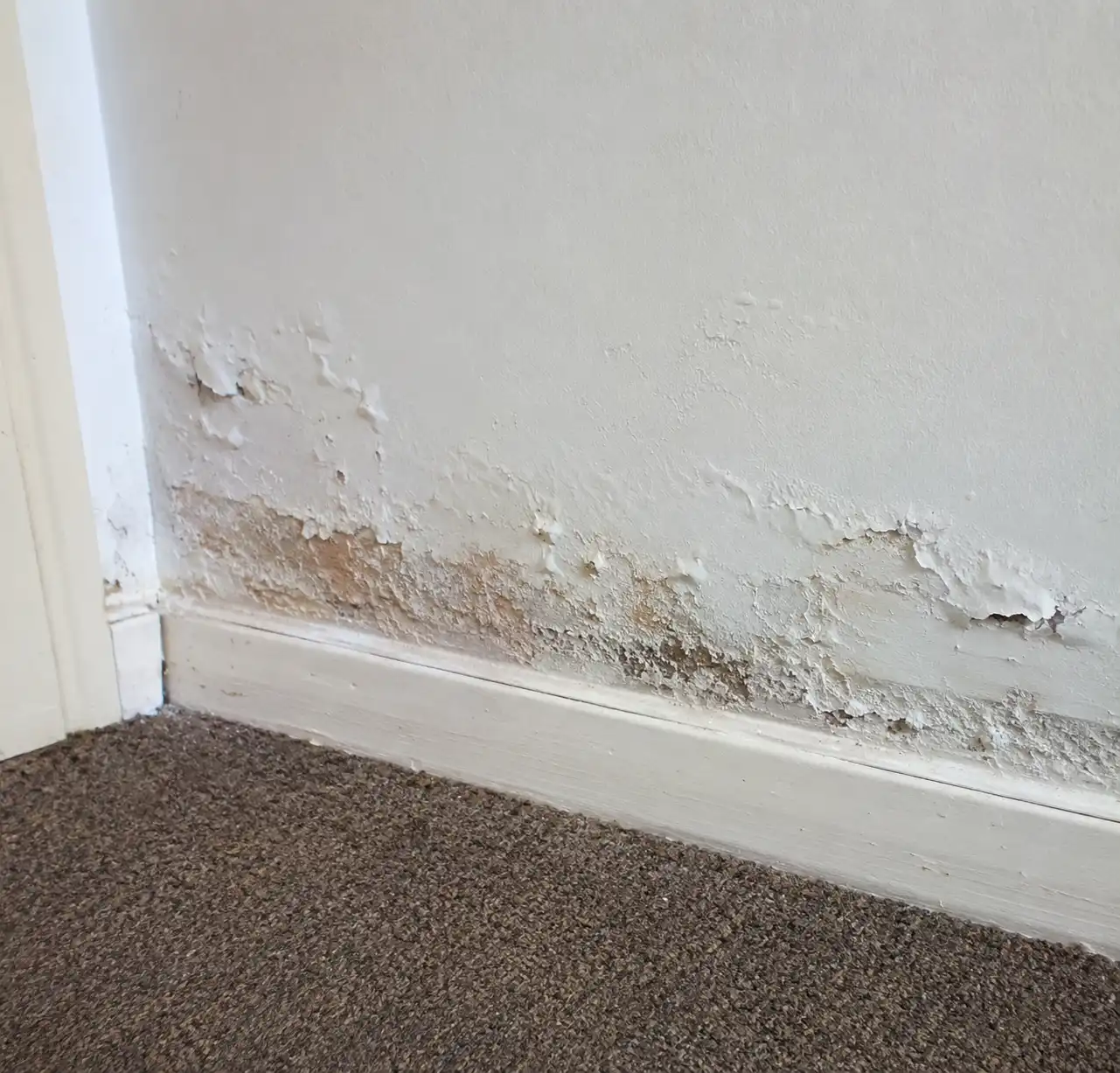Rising Damp Survey