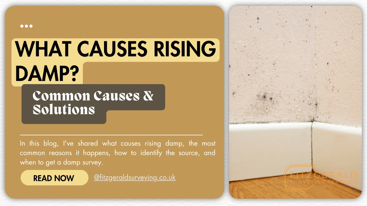 What Causes Rising Damp